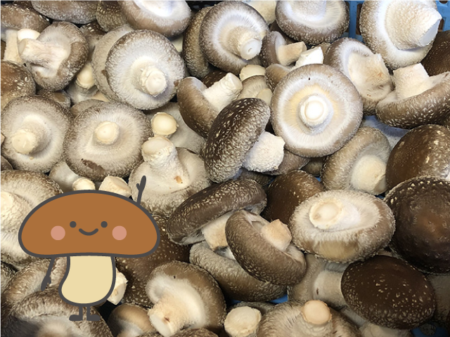 しいたけ～美味しさと栄養のヒミツ～