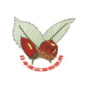 日本産広葉樹使用