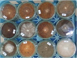 mycelial germination test