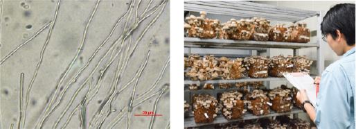 きのこ品種の開発技術