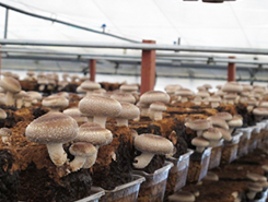 Half - top surface cultivation