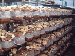 Top surface cultivation